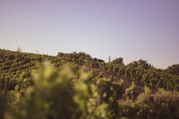 Les coteaux de l'entre deux mers, cabernet franc, cabernet sauvignon