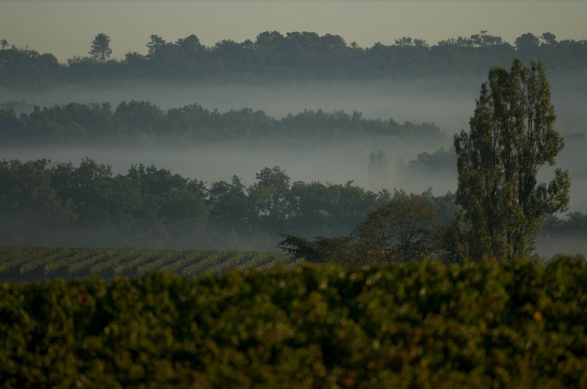 Tous nos vins